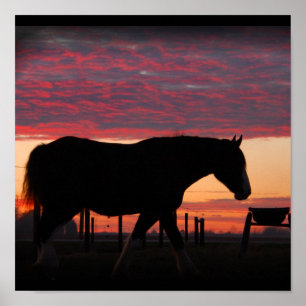 Póster Por do sol de Clydesdale