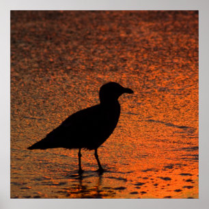 Poster Por do sol de cobre