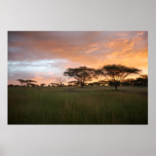 Poster Por do sol de Serengeti
