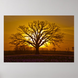Póster Por do sol do carvalho de departamento do campeão