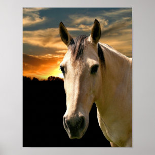 Poster Por do sol do cavalo do Buckskin