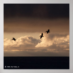 Póster Por do sol do pelicano