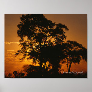 Póster Por do sol do savana