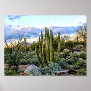 Poster Por do sol do Succulent de Scottsdale