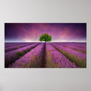 Póster Por do sol do verão da paisagem do campo da