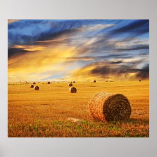 Póster Por do sol dourado sobre o campo de fazenda