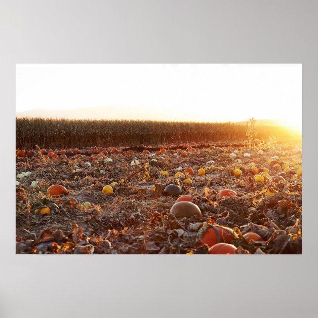 Poster Pôr do Sol no Campo de Abóbora C (Frente)