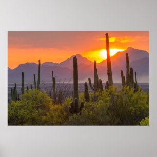 Poster Pôr do sol no deserto cacto, Arizona