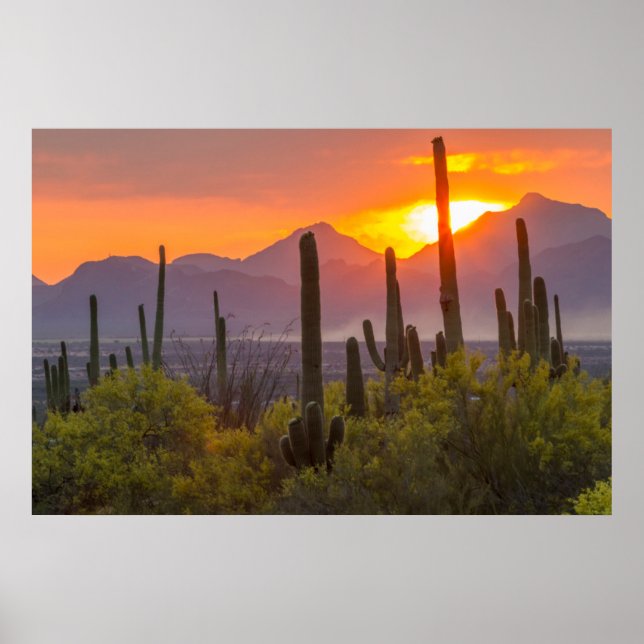Poster Pôr do sol no deserto cacto, Arizona (Frente)