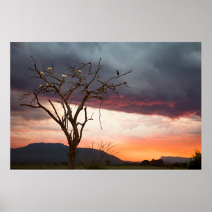 Póster Pôr do sol no pântano de Kandheri com colhereiros