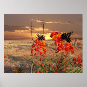Poster Por do sol ocidental de Texas