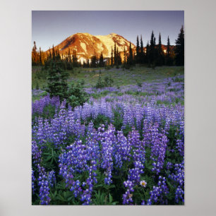 Poster Pôr do sol sobre o Mt. Adams e um prado subalpino