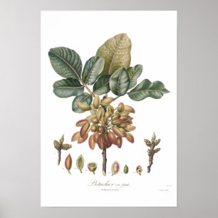 Póster Porca de Pistachio, Pistacia vera
