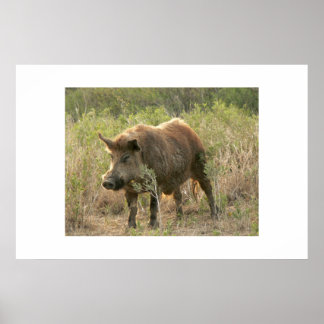 Póster Porco castanho.