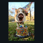 Poster Porco de Aniversário Engraçado<br><div class="desc">Adoro todas as coisas,  porcos? Isto são porquinhos festejando seu primeiro aniversário! Excelente de parede que sempre te fará sorrir.</div>