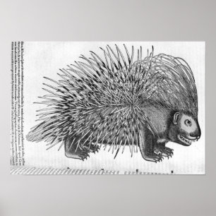 Póster Porco-, 'de Historia Animalium