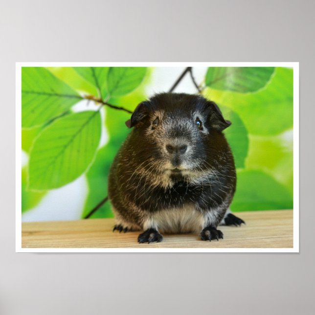 Póster Porco-guincho-prata-cega (Frente)