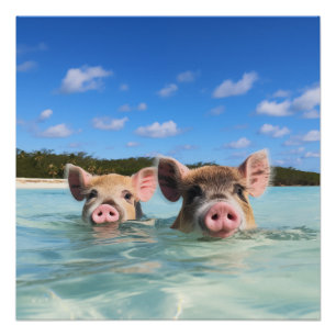 Póster Porco Nadador Fofo Exuma Bahamas
