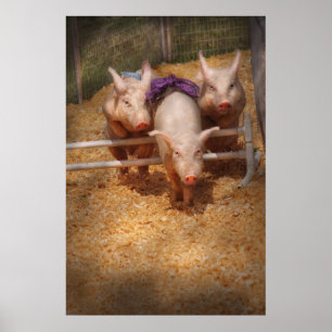 Póster Porco - obtendo obstáculos passados