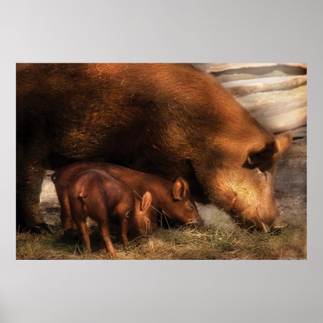 Póster Porcos - Famílias (Frente)