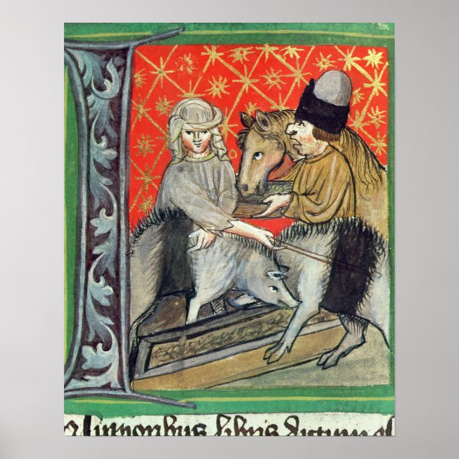 Poster Porcos reprodutores e cavalos (Frente)