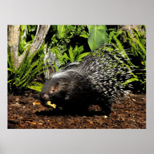 Póster Porcupina alimentando