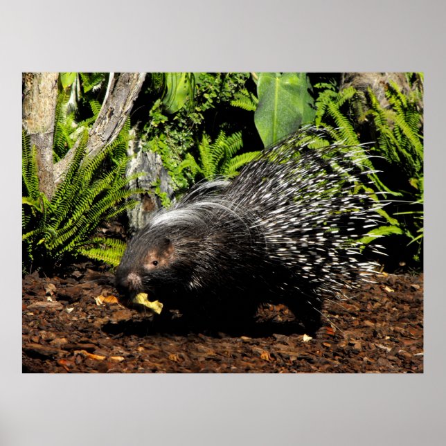 Póster Porcupina alimentando (Frente)