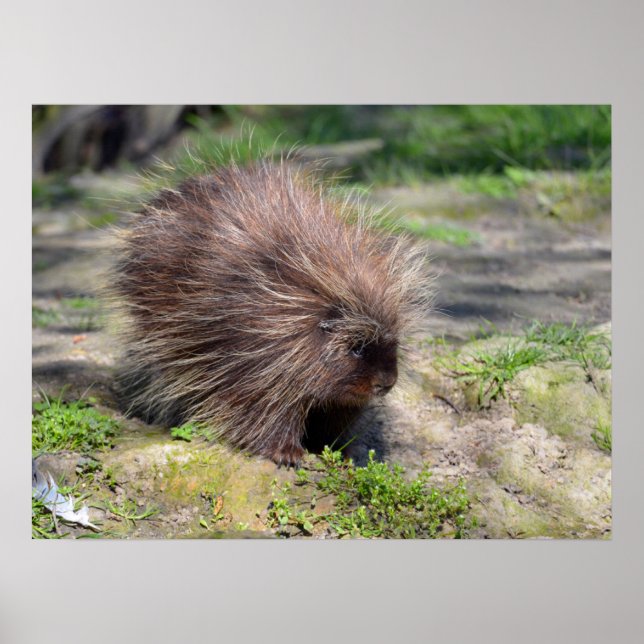 Poster Porcupina da América do Norte (Frente)
