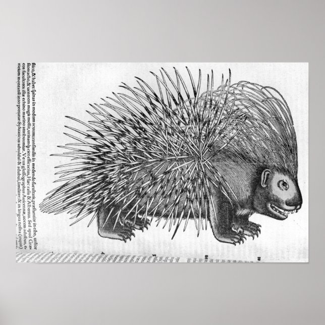 Póster Porcupine, de "Historia Animalium" (Frente)