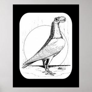 Poster Portadora Inglesa Pigeon1978