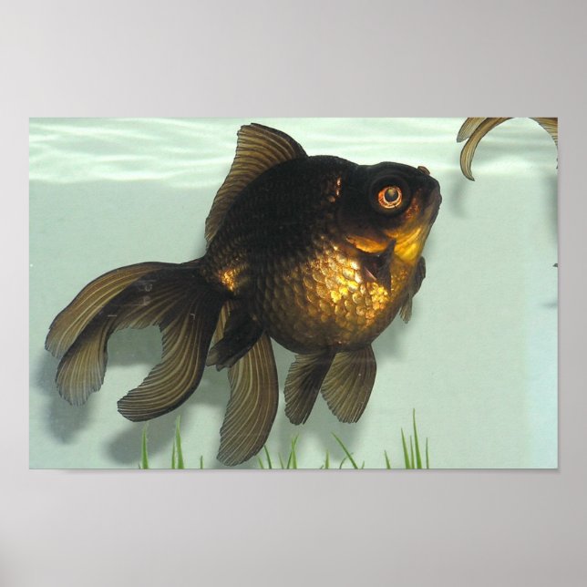 Poster Portfólio de Peixes Goldfish de Moa Negra (Frente)