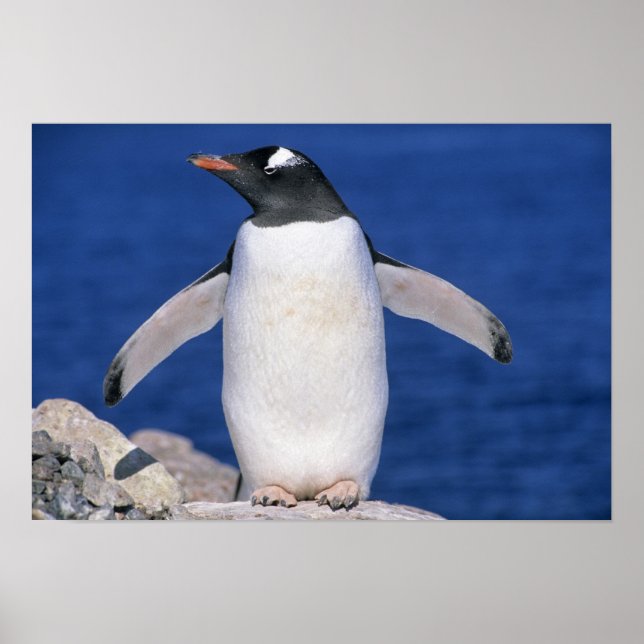 Póster Pôrto do Pinguim Gentoo Pygoscelis papua) (Frente)