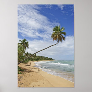 Póster Porto Rico. Tres Palmitas Beach Porto Rico