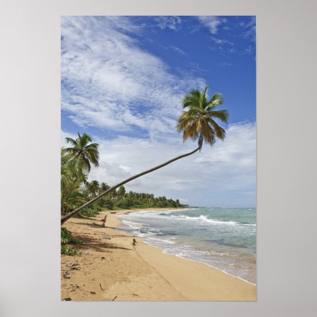 Póster Porto Rico. Tres Palmitas Beach Porto Rico (Frente)