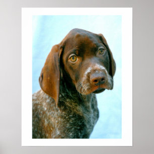 Póster Portrait of a dog