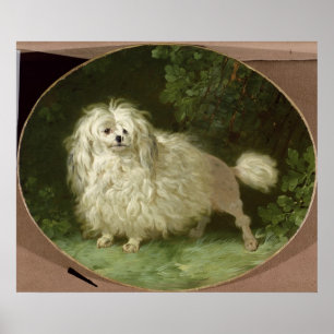 Poster Portrait of a Poodle