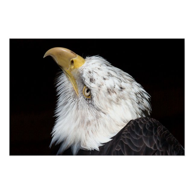 Póster Portriato de águia careca (Frente)