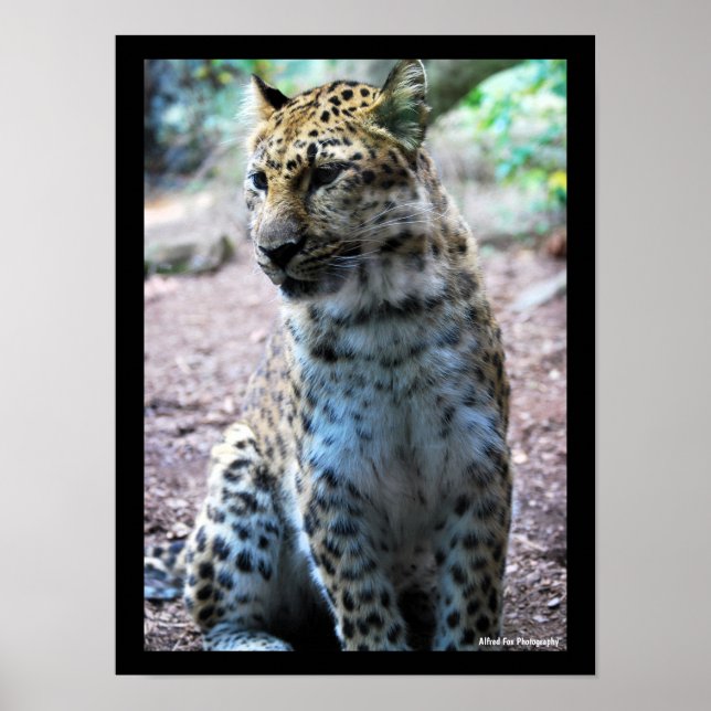 Poster Pose de Leopardo (Frente)