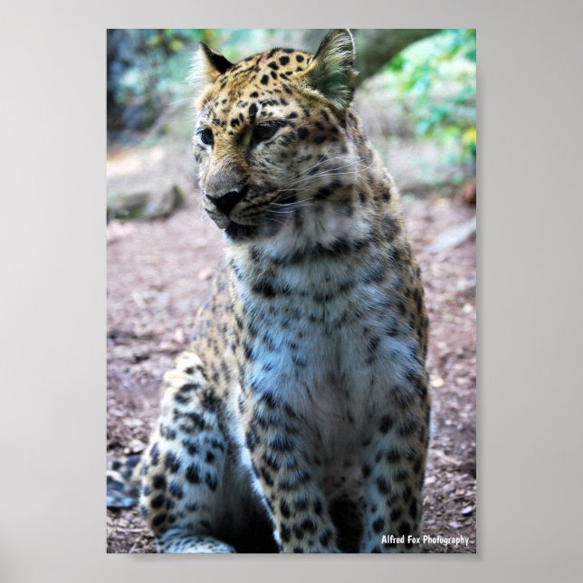 Poster Pose de Leopardo (Frente)