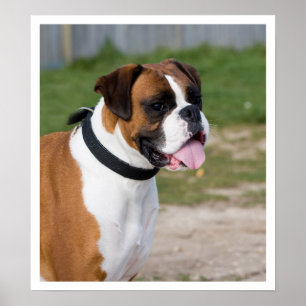 Póster Posição do Boxer Branco e do Fawn