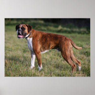 Póster Posição do cão do pugilista