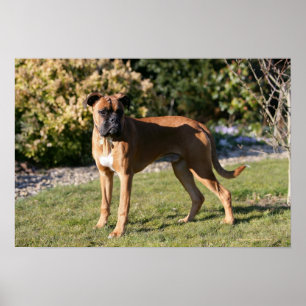 Póster Posição do cão do pugilista da jovem corça