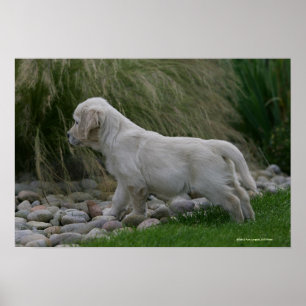 Póster Posição do filhote de cachorro do golden retriev