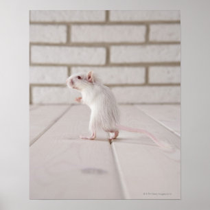 Póster Posição do Gerbil