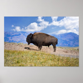 Poster Posicionando Bison Bull, Hayden Valley, Yellowston