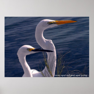Poster Posicionando Egrets