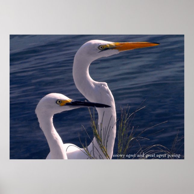 Poster Posicionando Egrets (Frente)