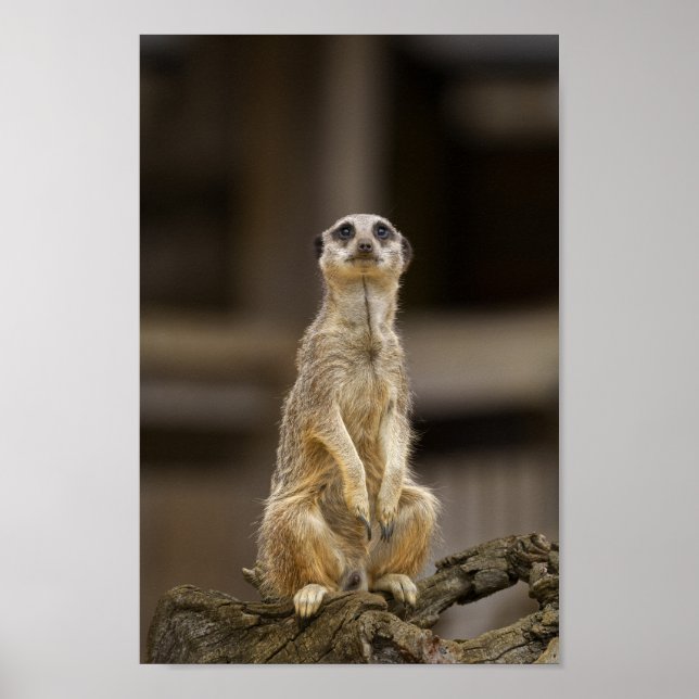 Poster Posing Meerkat (Frente)