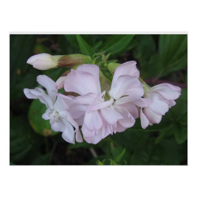 Póster Poster (Frente)