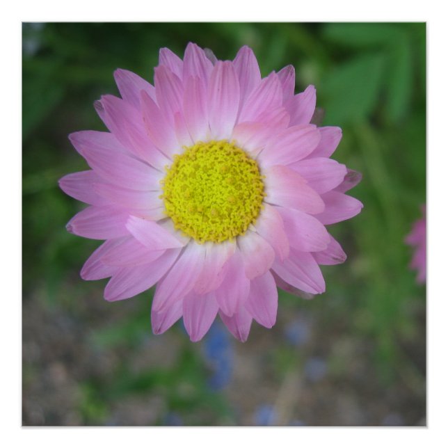 Póster Poster (Frente)